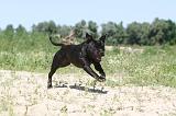 STAFFIE 030